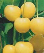 Cerisier Bigarreau Starkgold