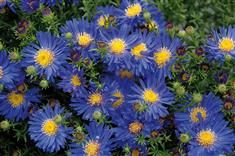 Aster