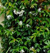 Jasmin étoilé blanc 'Winter Ruby'