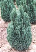 Cyprès de Lawson 'pembury blue'