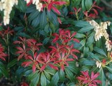 Andromède 'Forest flame'